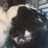 دو جفت خرگوش ترکیه ای