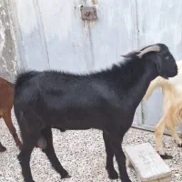 پازن هیکلی و سرحال|حیوانات مزرعه|بندر امام خمینی, |دیوار