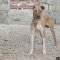 سگ افغان|سگ|زرند, |دیوار