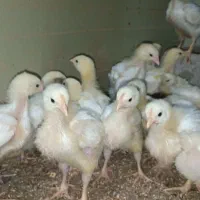 جوج درجه یک گوشتی راس ۳۰۸