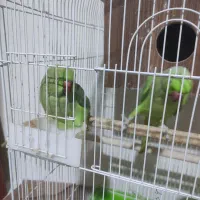 طوطی ملنگو مولد|پرنده|نجفآباد, فرخی|دیوار