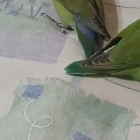 طوطی برزیلی  نزدیک 3 ماه