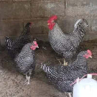 تخم مرغ نطفه دار پیلموت راک