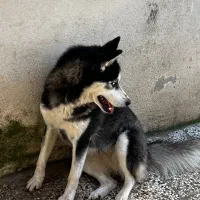 سگ هاسکی|سگ|آزادشهر, |دیوار