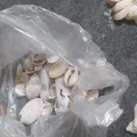 فسیل|کلکسیون اشیاء عتیقه|شیراز, میدان قائم|دیوار