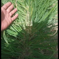 ۴ کیلو نهال پیاز