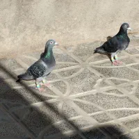 کفتر چاپی ذات دار