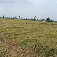 برنج فجر سوزنی گرگان|خوردنی و آشامیدنی|اصفهان, لاله|دیوار
