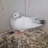 سینه آبی|پرنده|شیراز, حومه شیراز|دیوار