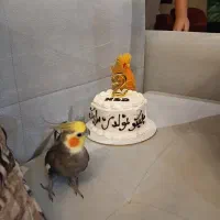 عروس هلندی گمشده|حیوانات|تنکابن, |دیوار