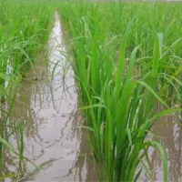 زمین کشاورزی کاشت برنج