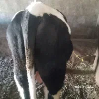 سلام یک عدد گوساله گوشتی به فروش میرسد