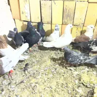 کفتر کبوتر