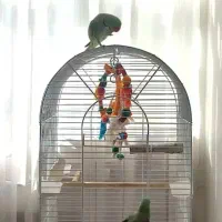 یک جفت شاه‌طوطی بالغ با قفس و لانه آماده جفت‌گیری|پرنده|کرج, شهرک فرهنگیان|دیوار