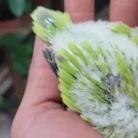 راهب پسته ای سرلاکی|پرنده|اصفهان, آزادان|دیوار