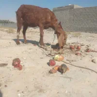 بزه|حیوانات مزرعه|خورموج, |دیوار