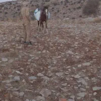 اسب|اسب و تجهیزات اسب‌سواری|یاسوج, |دیوار