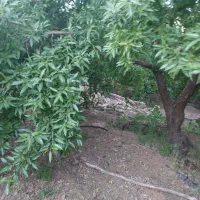 باغ کشاورزی فدک بادام|فروش دفتر صنعتی، کشاورزی، تجاری|شیدا, |دیوار