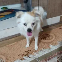 سگ نژاد کمیاب اصیل