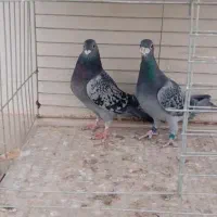 کبوتر فروشی|پرنده|یزد, |دیوار