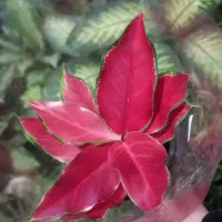 گلکده ی ارکیده . ویژه ی شب یلدا. یلداتون مبارک