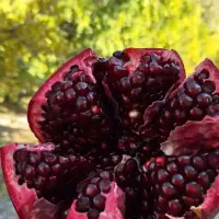 نهال های بی نظیر انارهای دون سیاه گلدانی آماده سبز