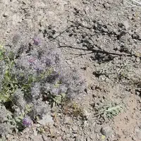 زمین-روستای-تاج-خاتون