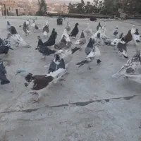 عروس هلندی دستی وتعدادی کبوتر|پرنده|قدس, شهرقدس|دیوار