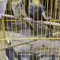 عروس هلندی معاوضه با قناری گرینچیک|پرنده|بندرعباس, |دیوار