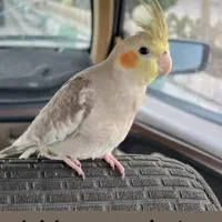 گمشده عروس هلندی