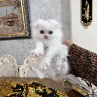 گربه های اسکاتیش پرشین عروسکی