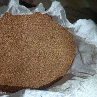 فروش گندم برای بذر|عمدهفروشی|تیکمه داش, |دیوار