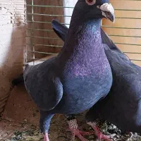 یک جفت زاغ کیلومتری