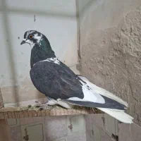کبوتر|پرنده|سیرجان, |دیوار