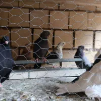 کبوتر|پرنده|اصفهان, بهارستان (مخابرات)|دیوار