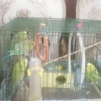 مرغ عشق|پرنده|قرچک, باقرآباد|دیوار