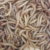 کرم میلورم زنده