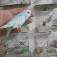 پرورش و فروش در ارومیه
