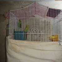 فروش مرغ عشق چهار عدد