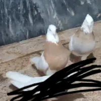 کبوتر دوتا کلفه نر و شازده سبز نر