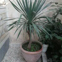 یوکا|گل و گیاه طبیعی|رشت, یخسازی|دیوار