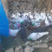 کبوترپرشی تهران