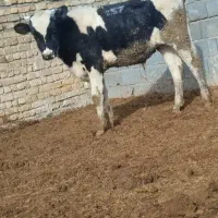 گاو گوساله گوساله نر هلشتاین
