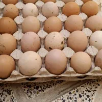 تخم نطفه دار برهما