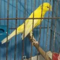 قناری نربلندکشیده