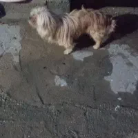 سگ کوچولو