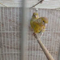 قناری ماده