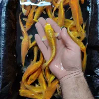 ماهی کوی زرد یامابوکی