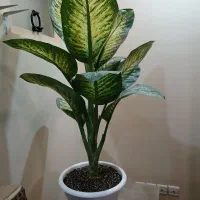 گلهای اپارتمانی زیبا وشاداب