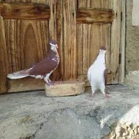 فروش کبوتر خوشرنگ و سینه ای|پرنده|فولادشهر, زاینده رود|دیوار